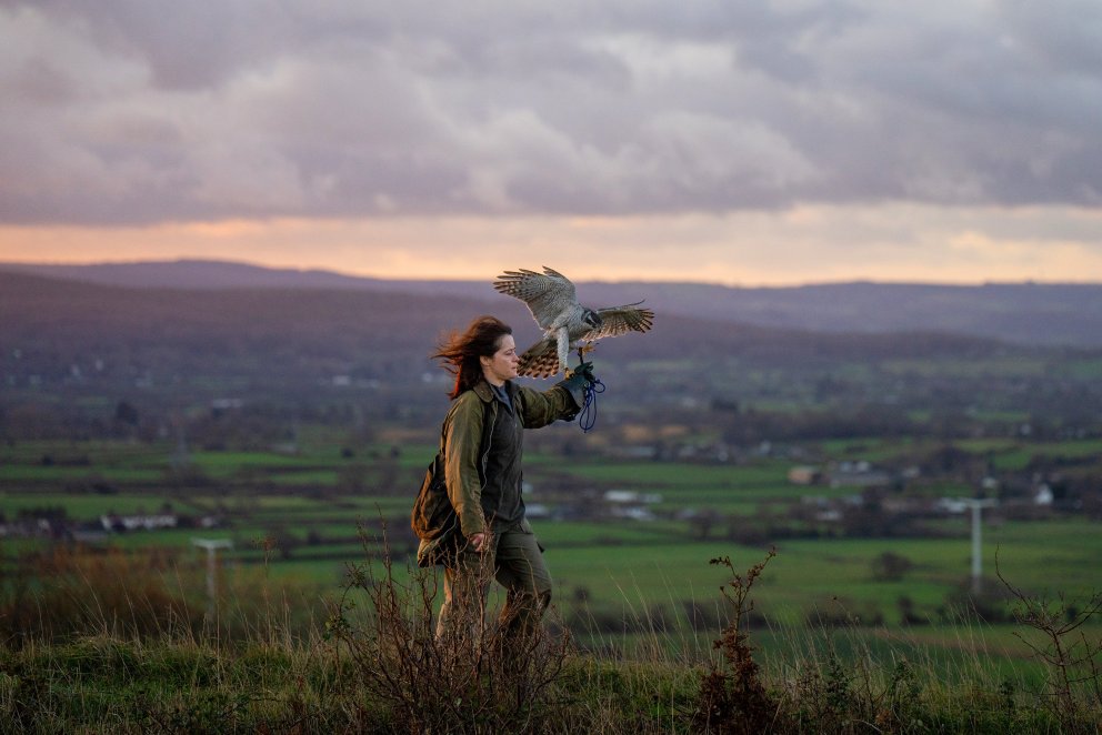 H IS FOR HAWK | Philippa Lowthorpe